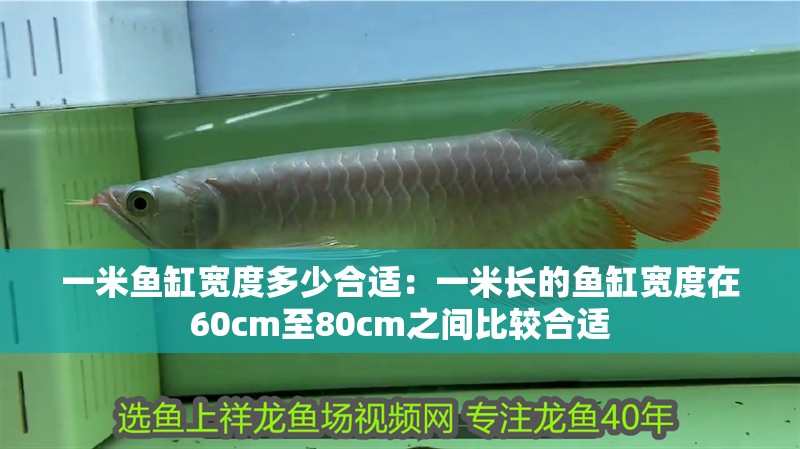 一米魚缸寬度多少合適：一米長的魚缸寬度在60cm至80cm之間比較合適 一米魚缸寬度多少合適：一米長的魚缸寬度在60cm至80cm之間比較合適 魚缸百科