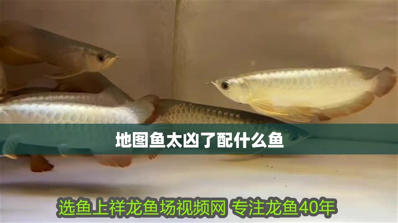 地圖魚太兇了配什么魚