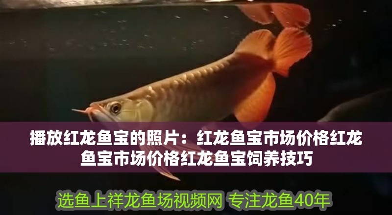 播放紅龍魚寶的照片：紅龍魚寶市場(chǎng)價(jià)格紅龍魚寶市場(chǎng)價(jià)格紅龍魚寶飼養(yǎng)技巧