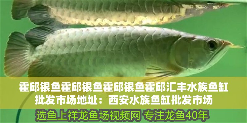 霍邱銀魚霍邱銀魚霍邱銀魚霍邱匯豐水族魚缸批發市場地址：西安水族魚缸批發市場