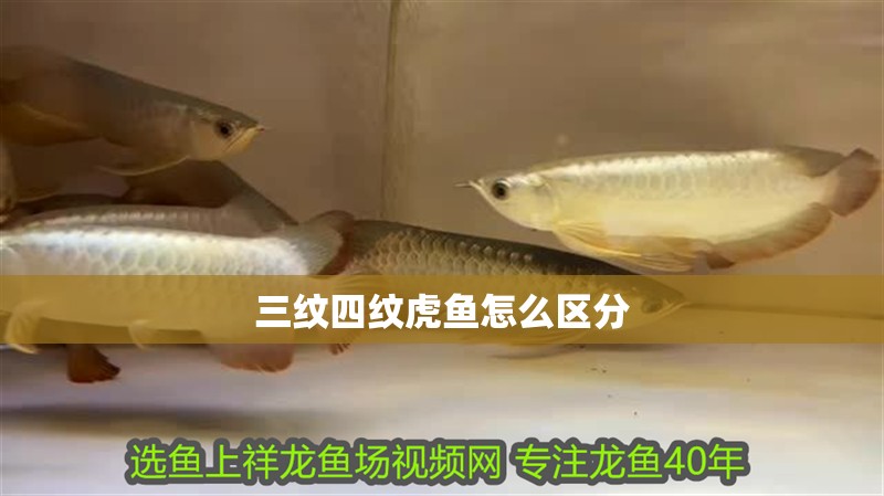 三紋四紋虎魚怎么區分