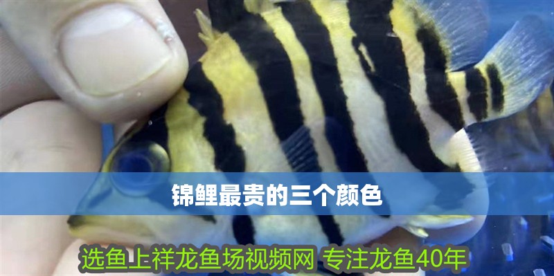錦鯉最貴的三個顏色