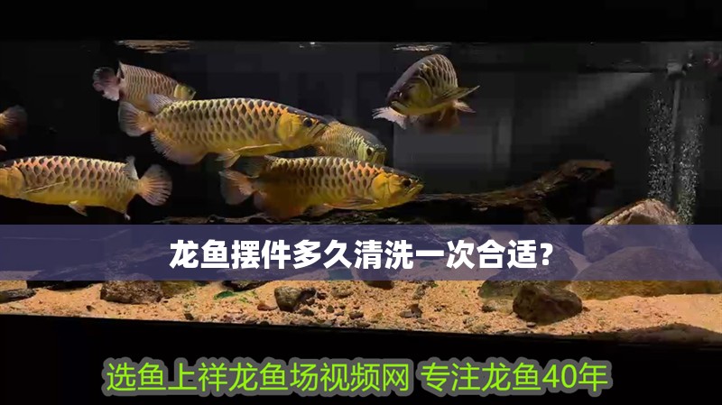 龍魚擺件多久清洗一次合適？