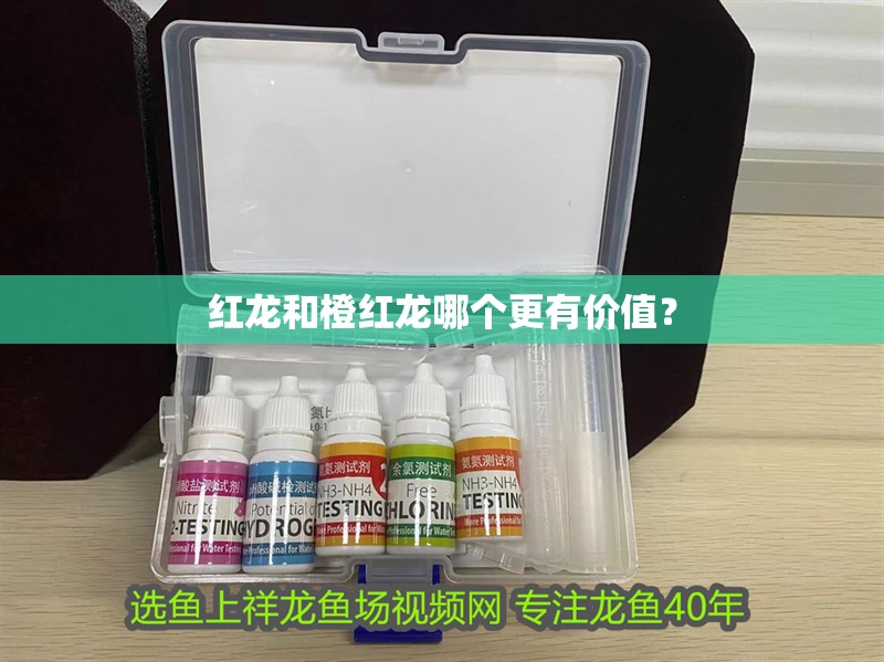 紅龍和橙紅龍哪個更有價值？