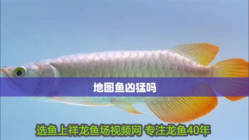 地圖魚兇猛嗎