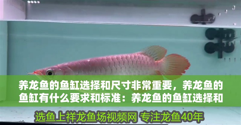 養(yǎng)龍魚的魚缸選擇和尺寸非常重要，養(yǎng)龍魚的魚缸有什么要求和標準：養(yǎng)龍魚的魚缸選擇和尺寸非常重要