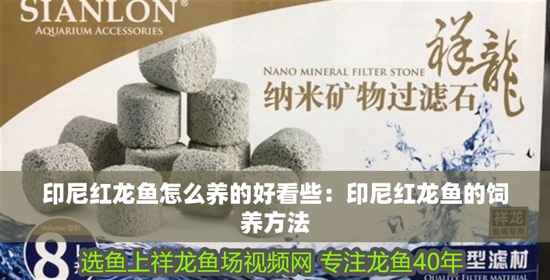 印尼紅龍魚怎么養的好看些：印尼紅龍魚的飼養方法