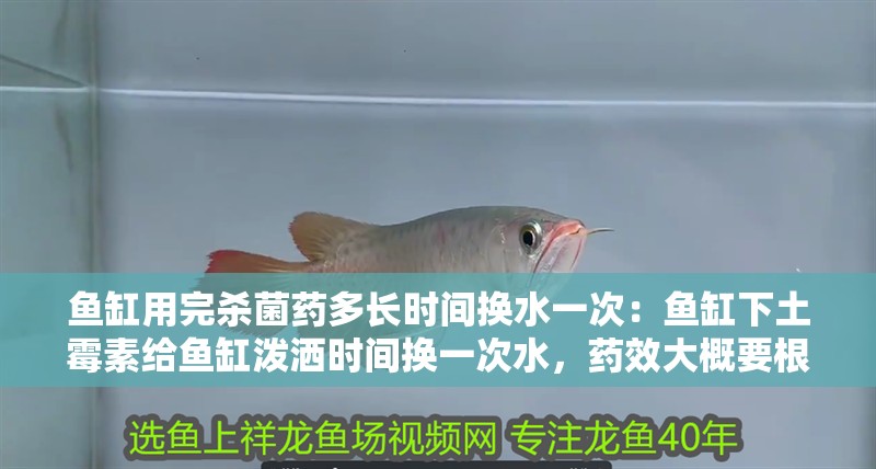 魚缸用完殺菌藥多長時間換水一次：魚缸下土霉素給魚缸潑灑時間換一次水，藥效大概要根據換水