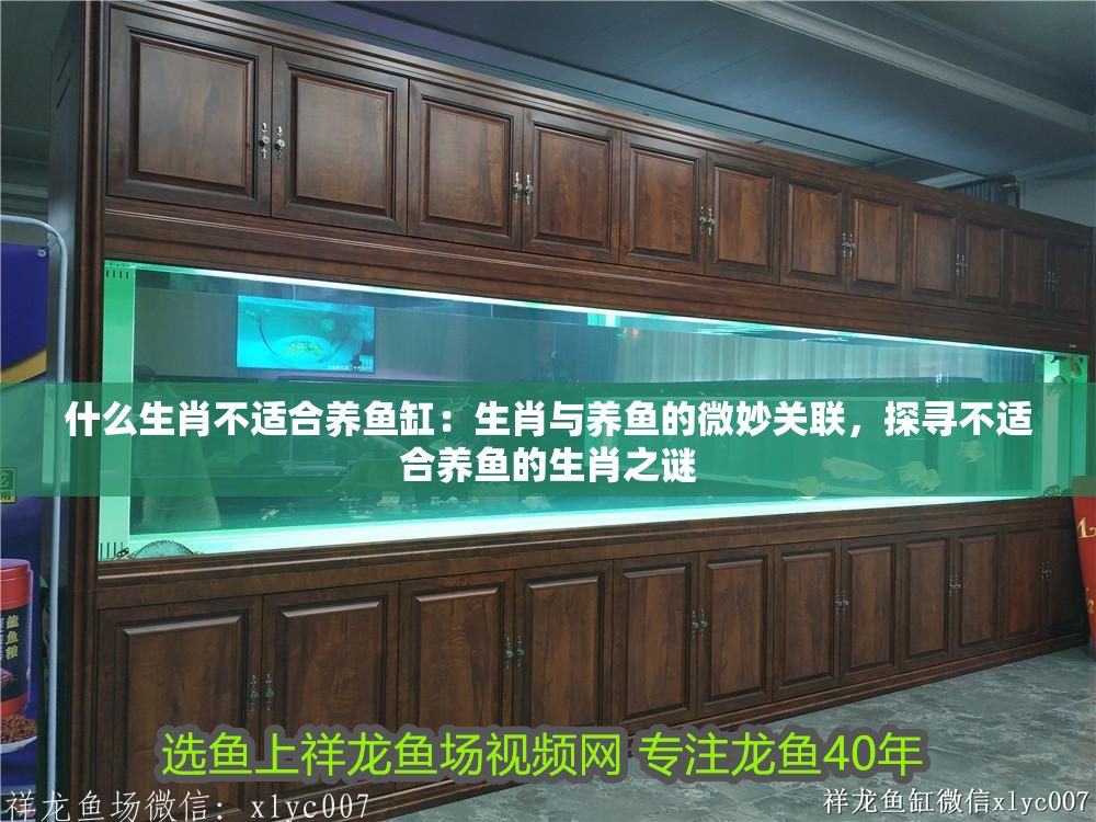 什么生肖不適合養(yǎng)魚缸：生肖與養(yǎng)魚的微妙關(guān)聯(lián)，探尋不適合養(yǎng)魚的生肖之謎