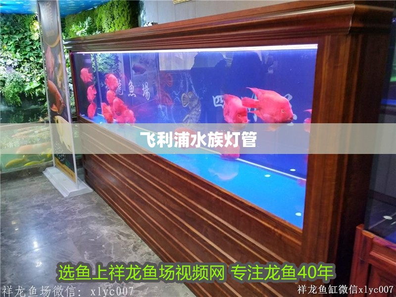 飛利浦水族燈管