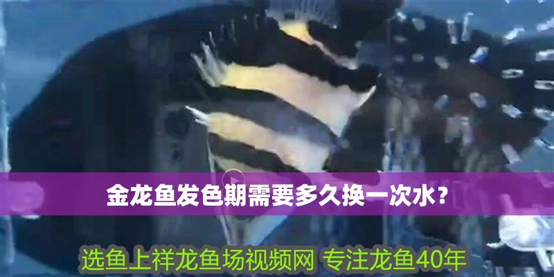 金龍魚發色期需要多久換一次水？