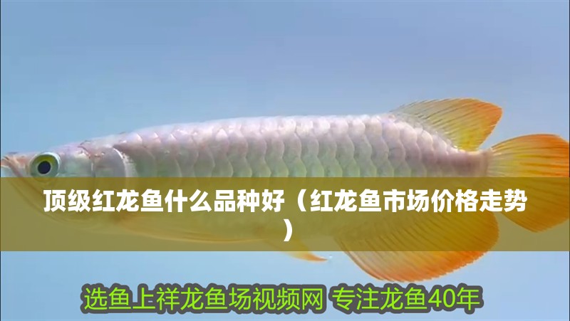 頂級紅龍魚什么品種好（紅龍魚市場價格走勢）