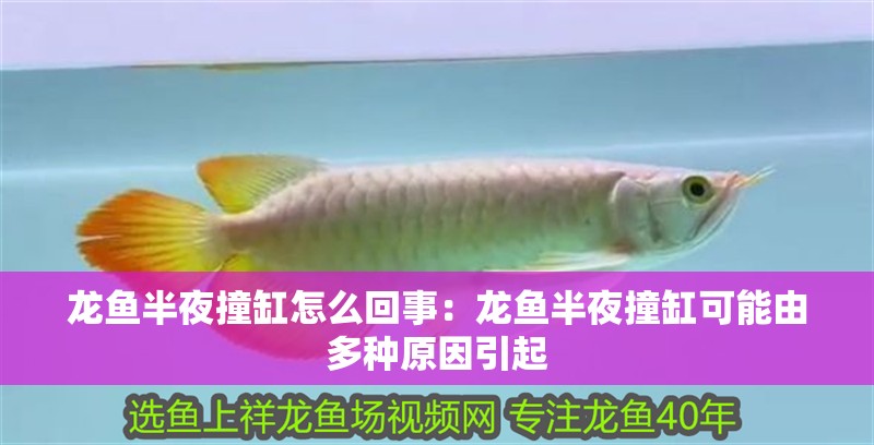 龍魚半夜撞缸怎么回事：龍魚半夜撞缸可能由多種原因引起