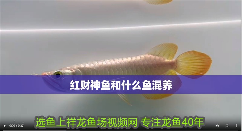 紅財神魚和什么魚混養