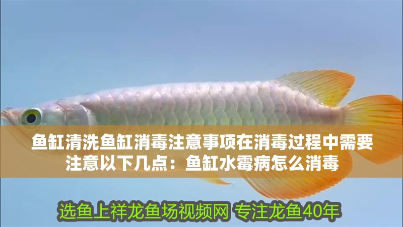 魚缸清洗魚缸消毒注意事項在消毒過程中需要注意以下幾點：魚缸水霉病怎么消毒