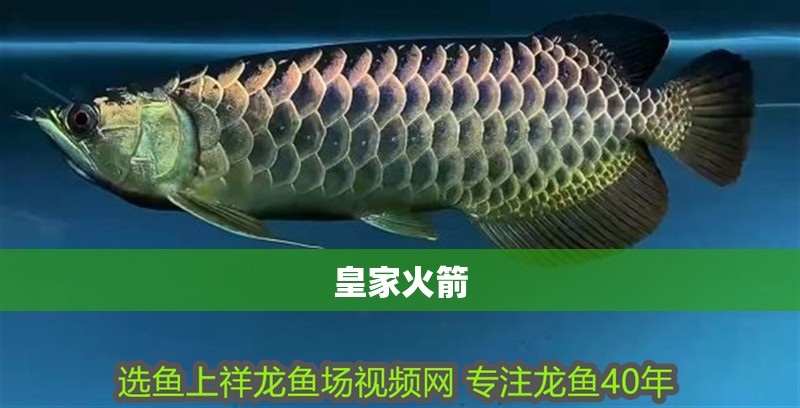皇家火箭