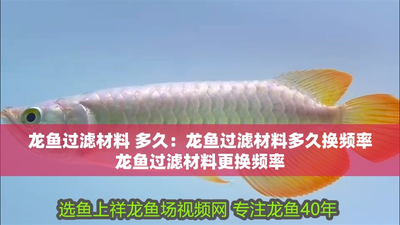 龍魚過濾材料 多久：龍魚過濾材料多久換頻率龍魚過濾材料更換頻率
