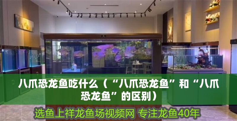 八爪恐龍魚吃什么（“八爪恐龍魚”和“八爪恐龍魚”的區別）