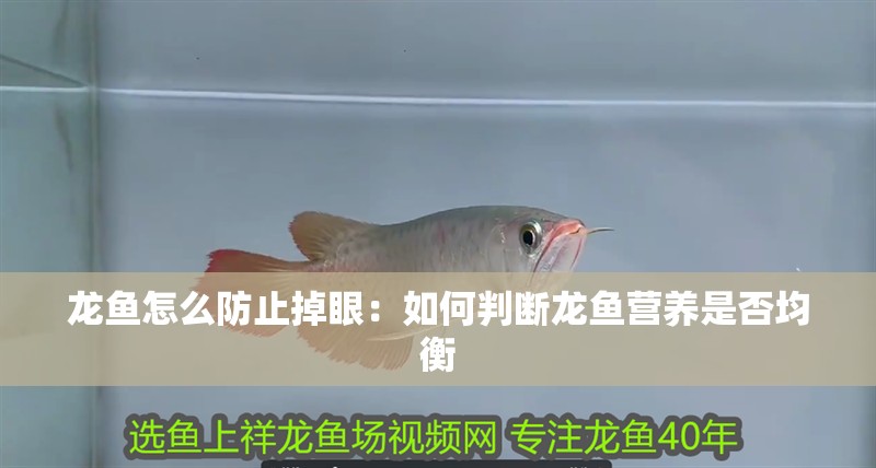 龍魚(yú)怎么防止掉眼：如何判斷龍魚(yú)營(yíng)養(yǎng)是否均衡
