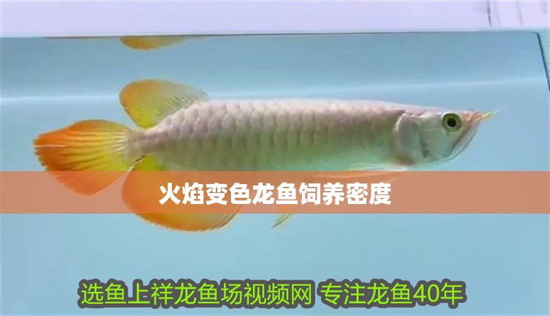 火焰變色龍魚飼養(yǎng)密度