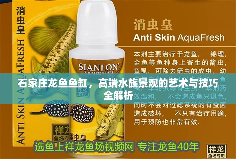 石家莊龍魚魚缸，高端水族景觀的藝術與技巧全解析