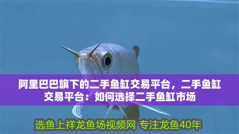 阿里巴巴旗下的二手魚缸交易平臺，二手魚缸交易平臺：如何選擇二手魚缸市場