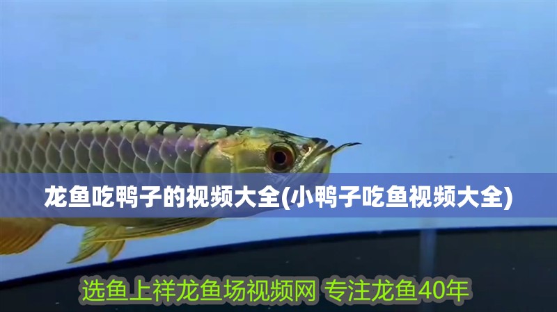 龍魚吃鴨子的視頻大全(小鴨子吃魚視頻大全)