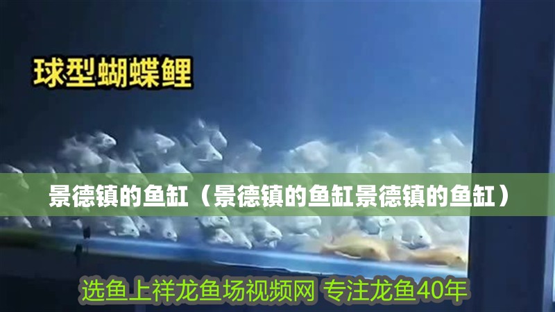 景德鎮的魚缸（景德鎮的魚缸景德鎮的魚缸）