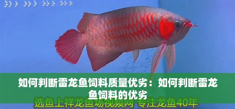 如何判斷雷龍魚飼料質(zhì)量優(yōu)劣：如何判斷雷龍魚飼料的優(yōu)劣