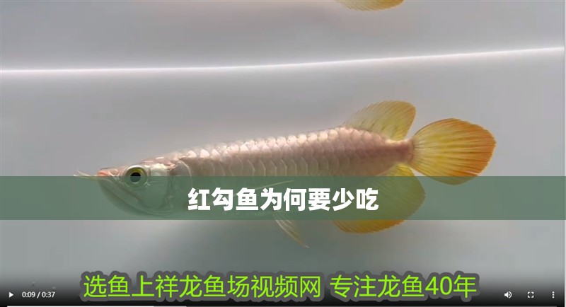 紅勾魚為何要少吃