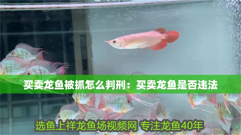 買賣龍魚被抓怎么判刑：買賣龍魚是否違法 買賣龍魚被抓怎么判刑：買賣龍魚是否違法 龍魚百科