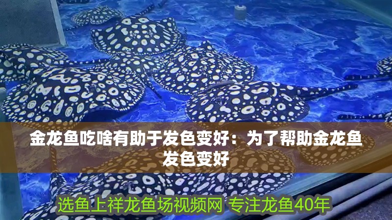 金龍魚吃啥有助于發色變好：為了幫助金龍魚發色變好