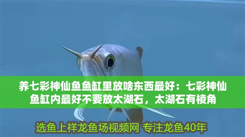 養(yǎng)七彩神仙魚魚缸里放啥東西最好：七彩神仙魚缸內(nèi)最好不要放太湖石，太湖石有棱角