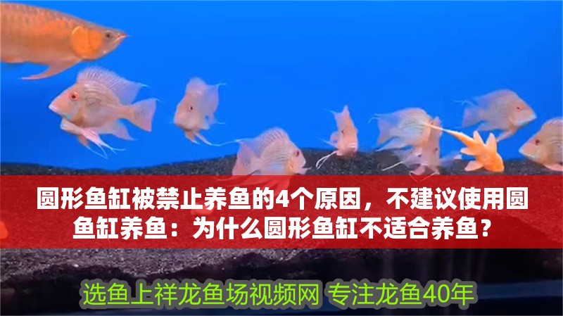 圓形魚缸被禁止養魚的4個原因，不建議使用圓魚缸養魚：為什么圓形魚缸不適合養魚？
