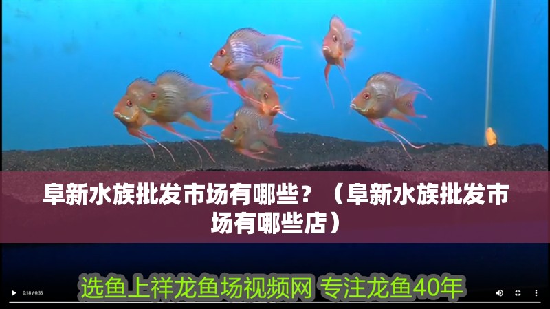 阜新水族批發市場有哪些？（阜新水族批發市場有哪些店）