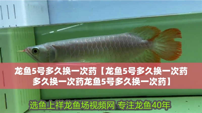 龍魚5號多久換一次藥【龍魚5號多久換一次藥多久換一次藥龍魚5號多久換一次藥】