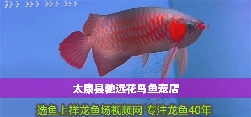 太康縣馳遠(yuǎn)花鳥魚寵店