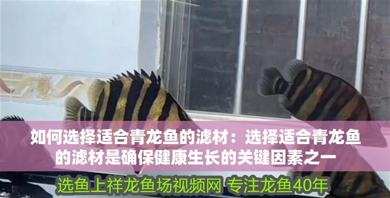 如何選擇適合青龍魚的濾材：選擇適合青龍魚的濾材是確保健康生長的關鍵因素之一