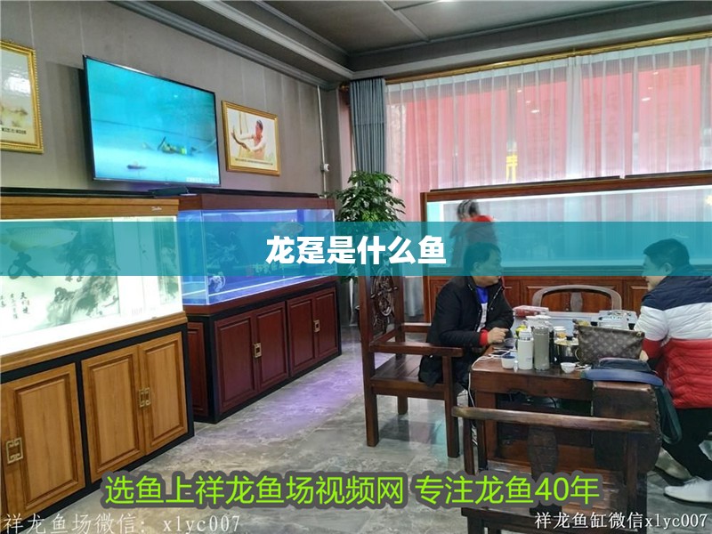 魚缸過濾器選購指南:自制魚缸過濾器魚缸上置過濾器對于養魚愛好者的必備知識 龍躉是什么魚 龍魚論壇 龍躉是什么魚 龍躉是什么魚 龍魚論壇