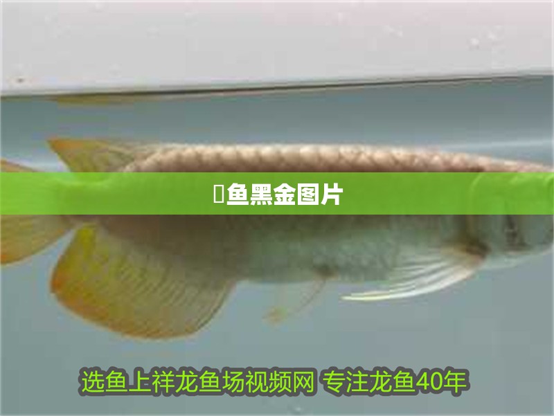 魟魚黑金圖片