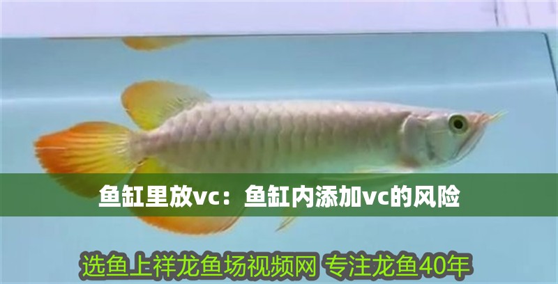 魚缸里放vc：魚缸內添加vc的風險 魚缸里放vc：魚缸內添加vc的風險 魚缸百科