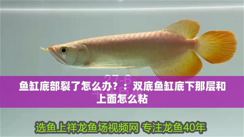 魚(yú)缸底部裂了怎么辦？：雙底魚(yú)缸底下那層和上面怎么粘
