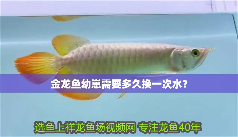 金龍魚幼崽需要多久換一次水？