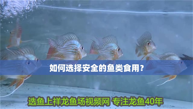 如何選擇安全的魚類食用？