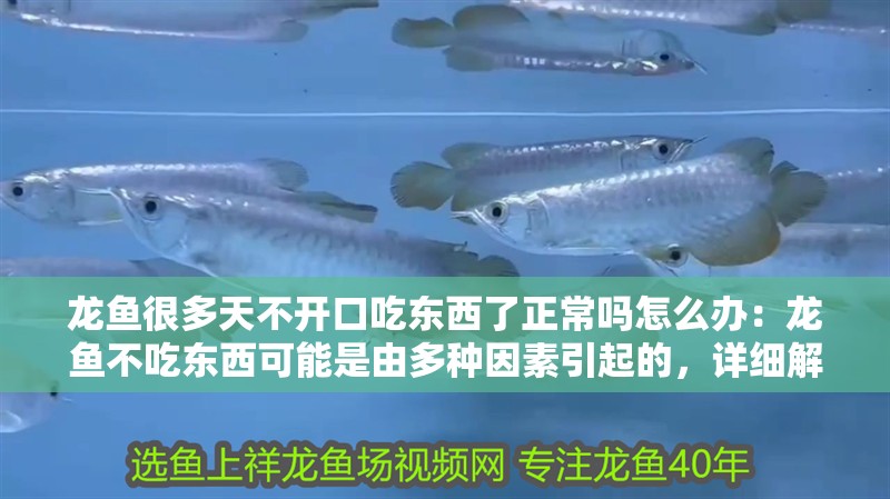 龍魚很多天不開口吃東西了正常嗎怎么辦：龍魚不吃東西可能是由多種因素引起的，詳細(xì)解決策略