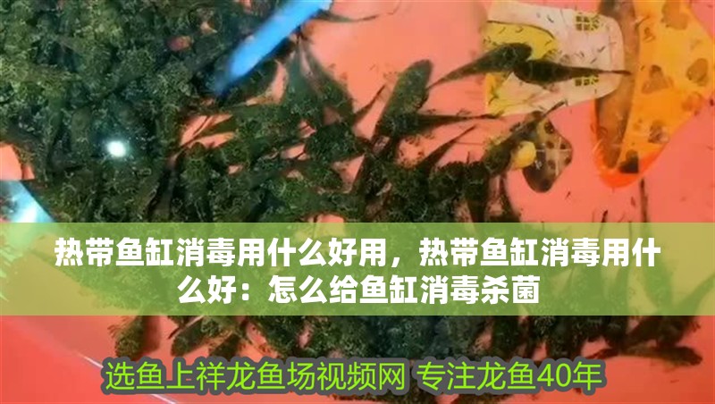 熱帶魚缸消毒用什么好用，熱帶魚缸消毒用什么好：怎么給魚缸消毒殺菌