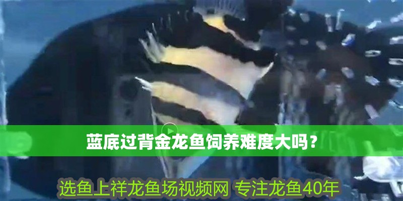 魚缸用增氧泵價格是多少:魚缸增氧機-xtrac增氧機-xtrac增氧機 藍底過背金龍魚飼養難度大嗎? 龍魚論壇 藍底過背金龍魚飼養難度大嗎? 藍底過背金龍魚飼養難度大嗎? 龍魚論壇