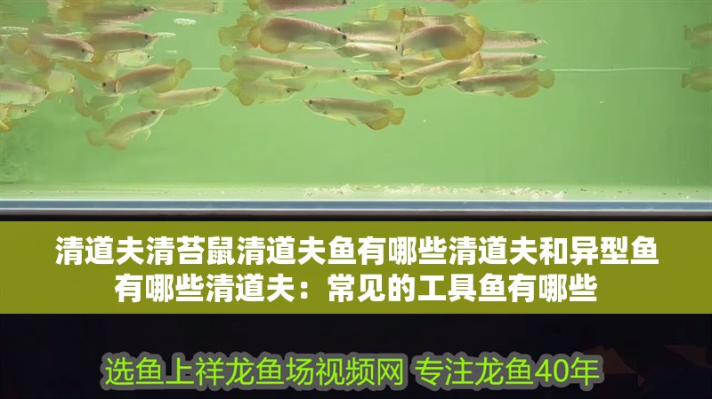 清道夫清苔鼠清道夫魚有哪些清道夫和異型魚有哪些清道夫：常見(jiàn)的工具魚有哪些
