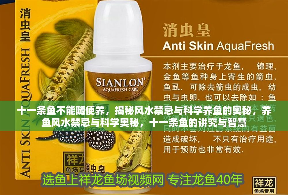 十一條魚不能隨便養(yǎng)，揭秘風(fēng)水禁忌與科學(xué)養(yǎng)魚的奧秘，養(yǎng)魚風(fēng)水禁忌與科學(xué)奧秘，十一條魚的講究與智慧