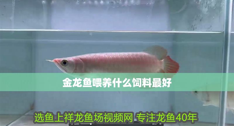 金龍魚喂養(yǎng)什么飼料最好